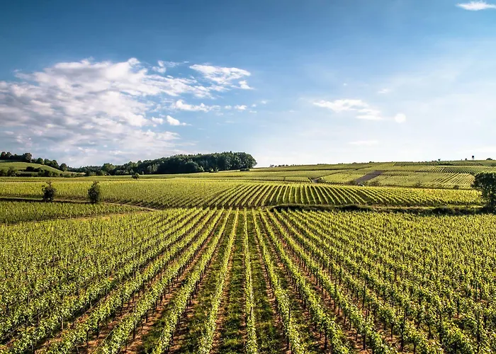 호텔 Bodenseehotel Renn